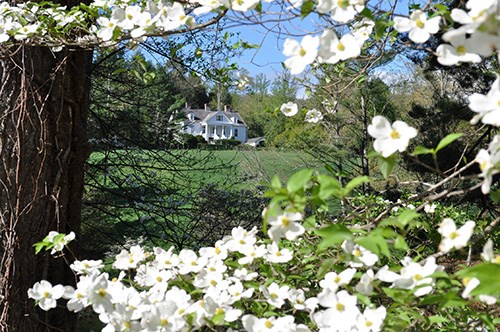 A house on a grassy slope is framed by trees and blooming dogwood flowers