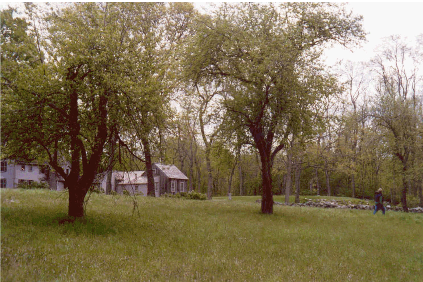 Mature fruit trees grow in a tall, unpruned shape.