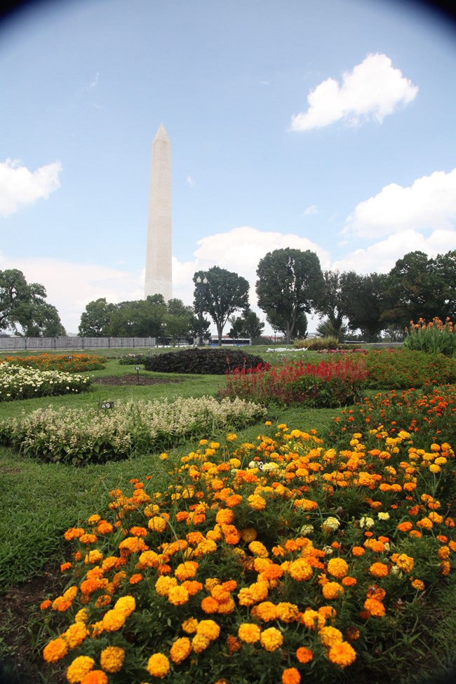 A collection of flower beds of varying colors and texture are divided by short turf, with the Washington Monument behind
