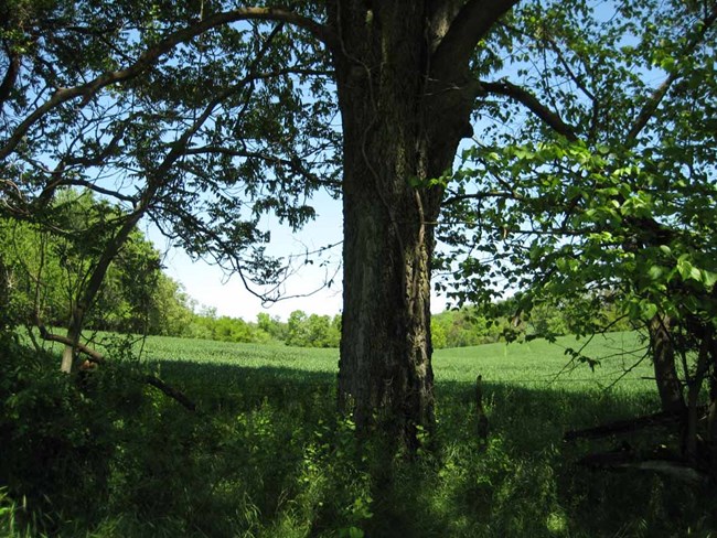 A large tree trunk of a mature Osage orange with leafy branches shades the edge of an open, grassy field.
