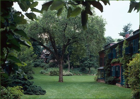 A tall tree grows in the middle of a lush lawn, framed by shubs and a two-story house on the right.