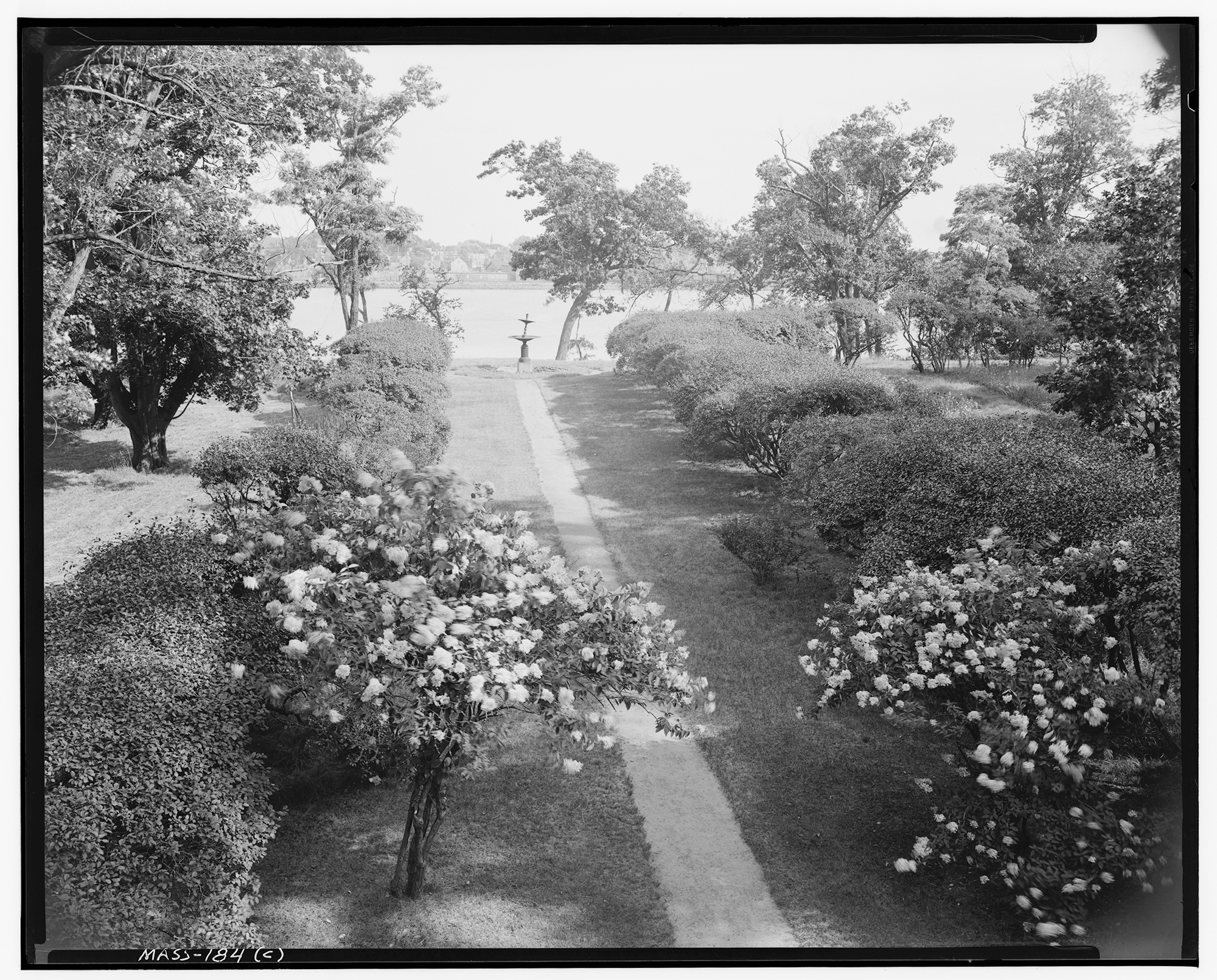 Greyscale photo of garden with rose bushes