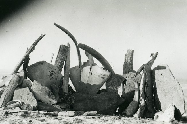 Reconstruction of whalebone hut on San Nicolas Island. Photo taken during Los Angeles Museum Biological Survey 1939–1941. Courtesy of the Los Angeles Museum of Natural History.