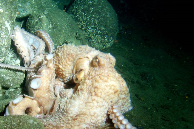 tan octopus emerges from the rocks