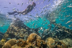 snorkeler swimming among a school of fish