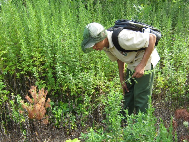 Youth Conservation Crew member leans over to observe vegetation