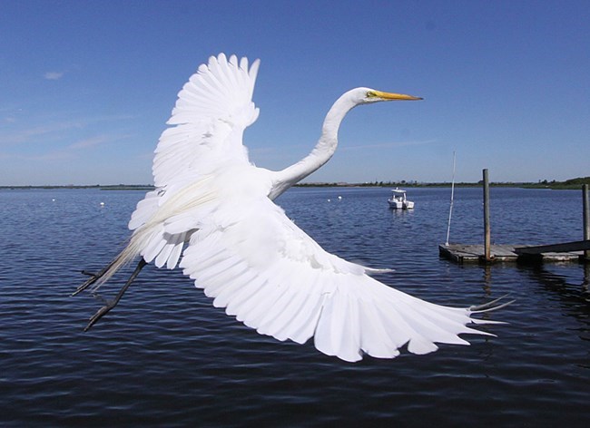 Great egret near water, with a long wingspan, white feathers, and long thin neck