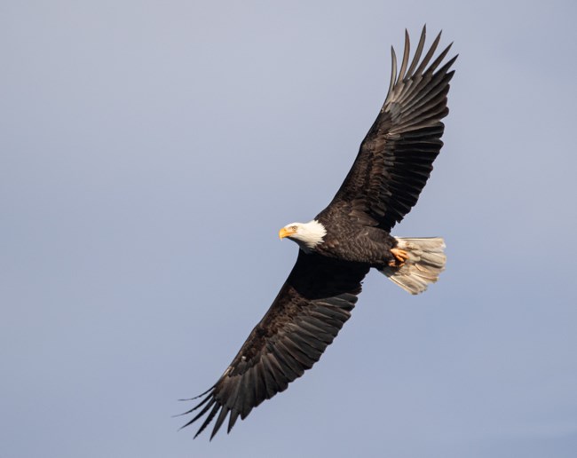 A bald eagle soars with outstretched wings