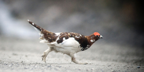 Ptarmigan