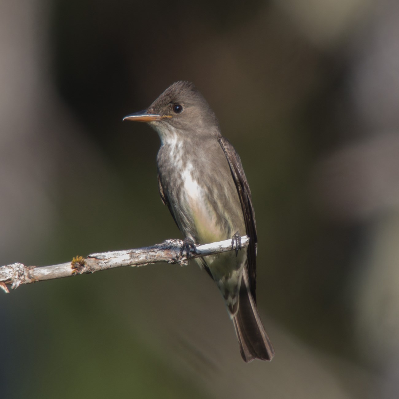 Frontal view of an Olive sided flycatcher bird perched on a brach