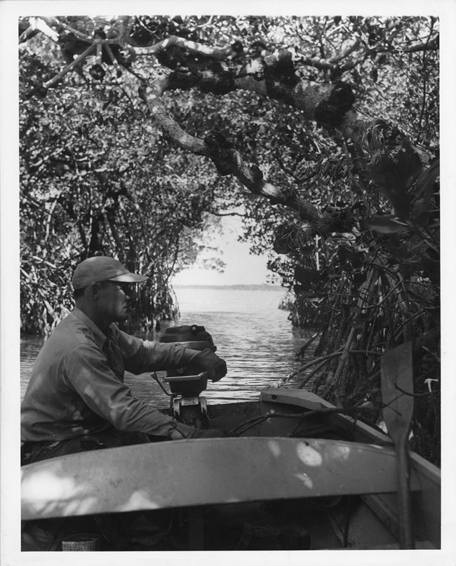 A person maneuvering a boat through a mangrove tunnel