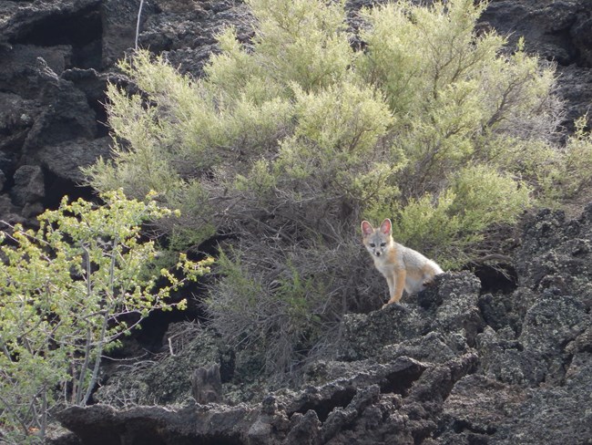 A grey and buff fox stands on a black rock under a large green bush