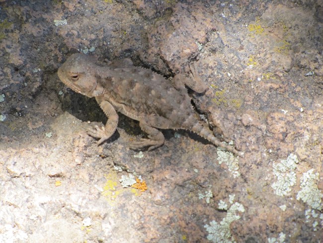 A small grey and brown lizard on a grey and brown rock