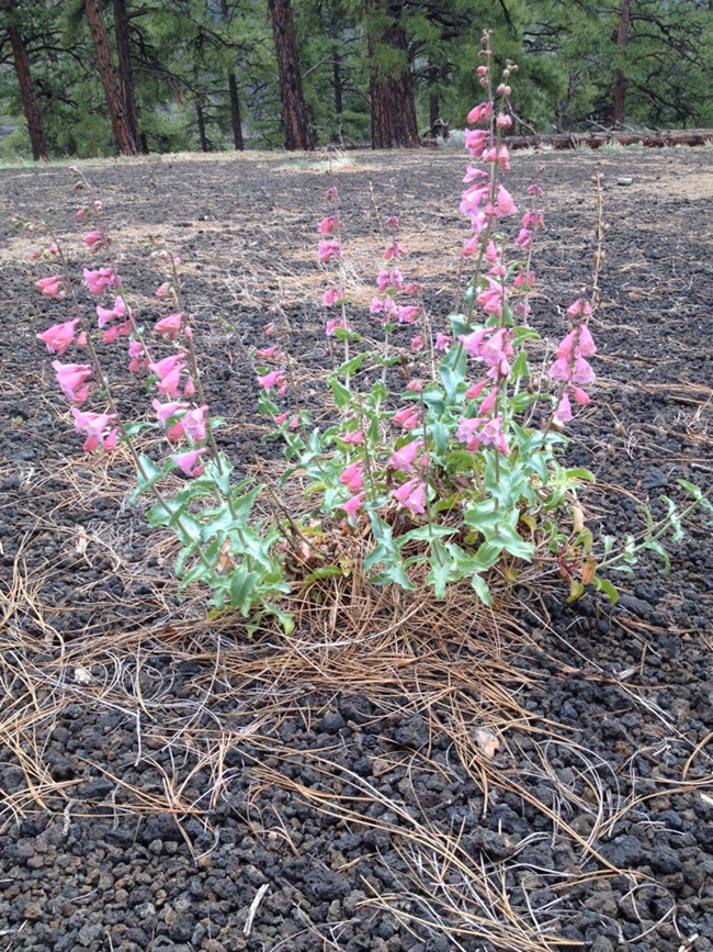 a cluster of pink flowers on tall green stems among black rocks and pine trees