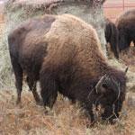 bison at the preserve