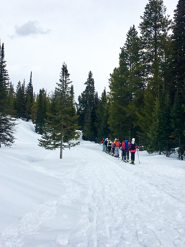 Group of skiers traveling up a tree lined snow covered road