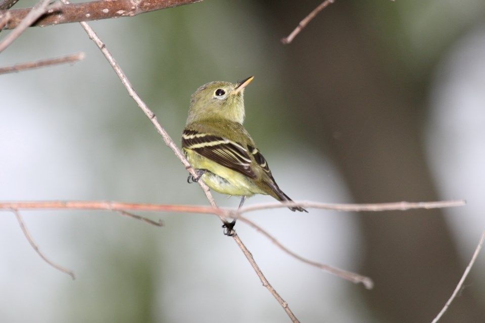 a small yellowish bird with a black and yellow bird