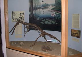 A skeleton of a Champsosaurus and other fossils are on display at the South Unit Visitor Center. A skeleton of a Champsosaurus and other fossils are on display at the South Unit Visitor Center.