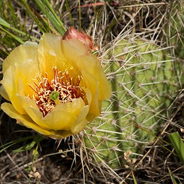 A yellow cactus bloom with numerous orange stamens atop a light green cactus pad with long white spines