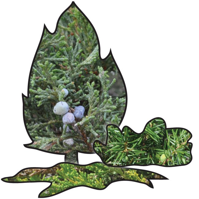 Three types of juniper needles are shown along with the plant's shape/habit.
