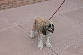 our park mascot, Remington