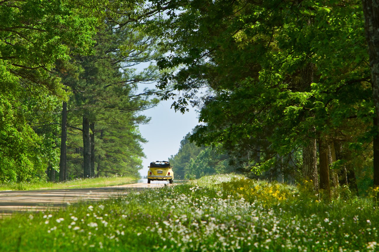A yellow VW Beetle drives on the Natchez Trace Parkway away from teh viewer. The sky is blue with no clouds and green grass and trees border both sides of the Parkway road.