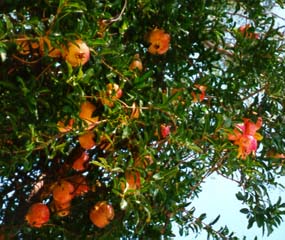 Pomegranite fruits