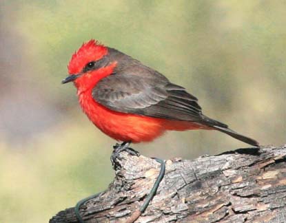 Vermillion flycatcher