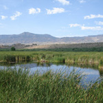 Tavasci Marsh
