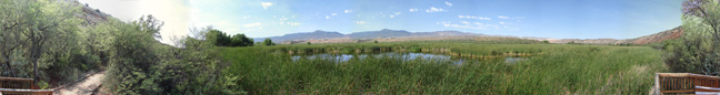 Tavachi Marsh In Summer