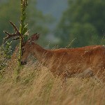 Buck rubbing antlers. Photo by Bill Moses