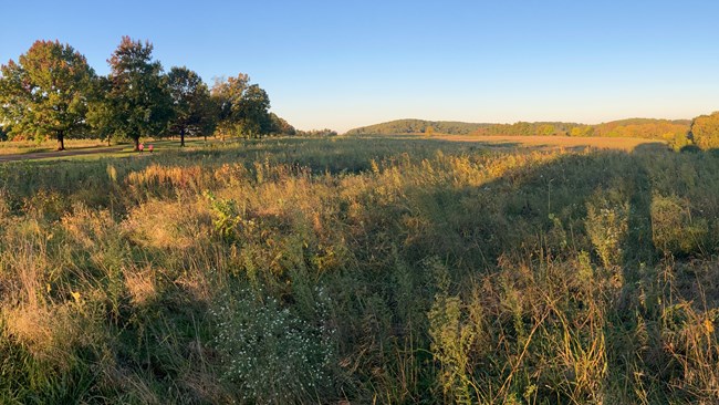 photo of a meadow full of flowers and grasses lit by the afternoon sun