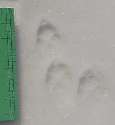 Coyote tracks Coyote tracks