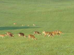 deer in park