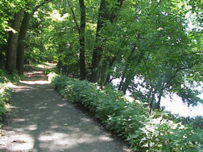 Dirt trail in the summer time following along a river.