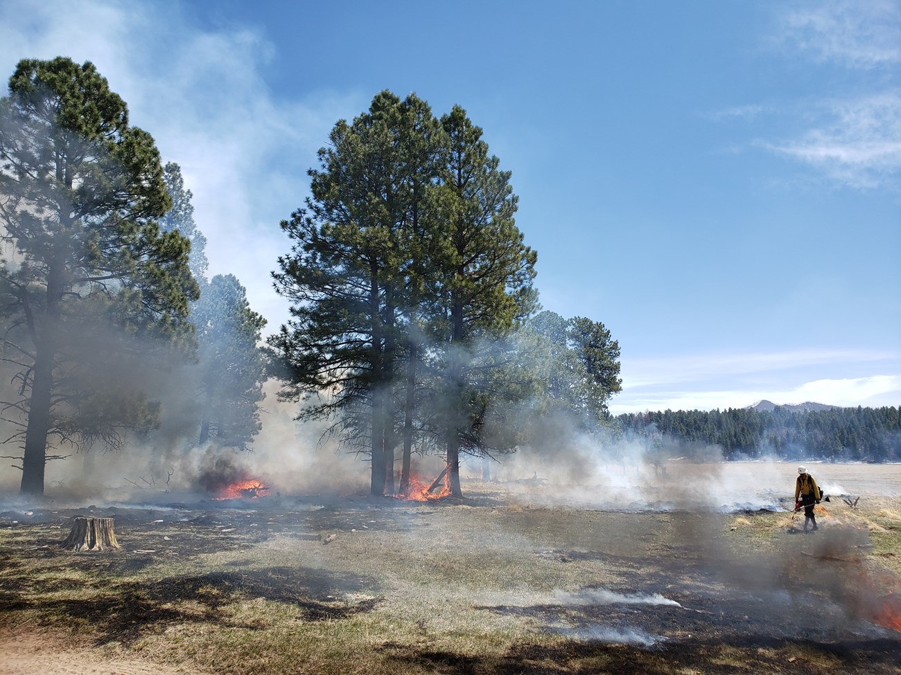 Smoke rises from burning grass in front of a few ponderosa pine trees.