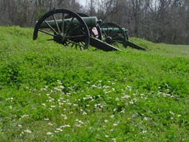 Wildflowers and Cannon