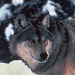 Grey Wolf