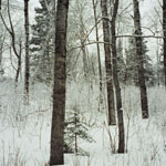 Forest in Winter
