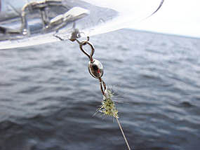 spiny water fleas appear as a gelatinous mass on fishing line.