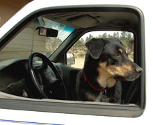 dog in car window