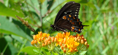 A Black Swallowtail lands on Butterfly Weed.