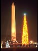 1966 National Christmas Tree (Photo by Aldon Nielson)