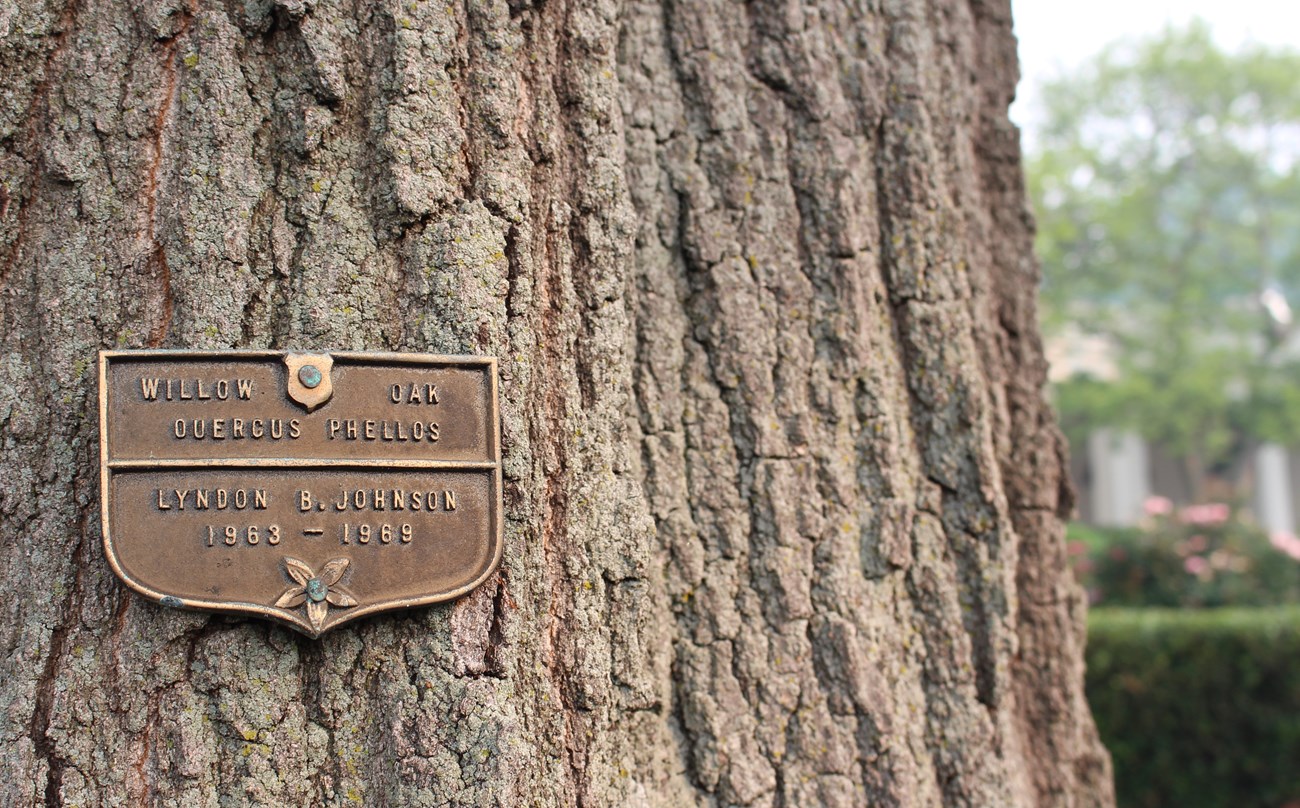 A plaque affixed to the trunk of a tree.