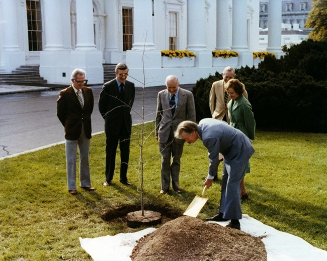 Jimmy Carter sticks a shovel in a pile of dirt next to a small tree with several onlookers.