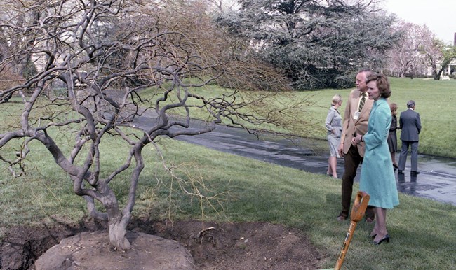 Rosalynn Carter examines a tree prepared for planting.