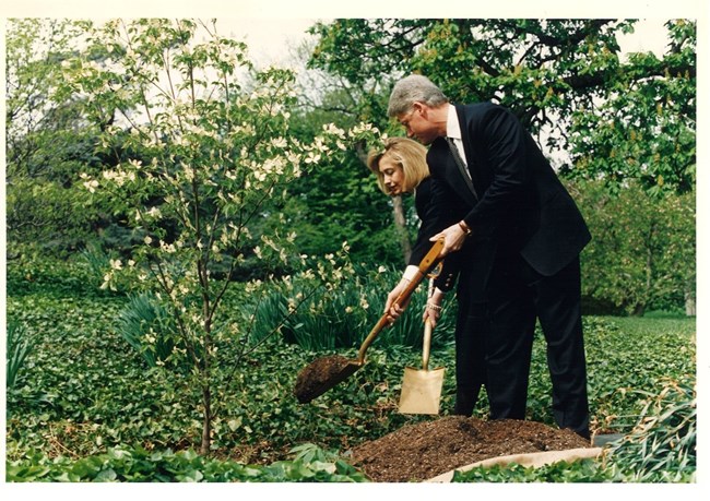 Bill and Hillary Clinton plant a tree amid a bed of English ivy.