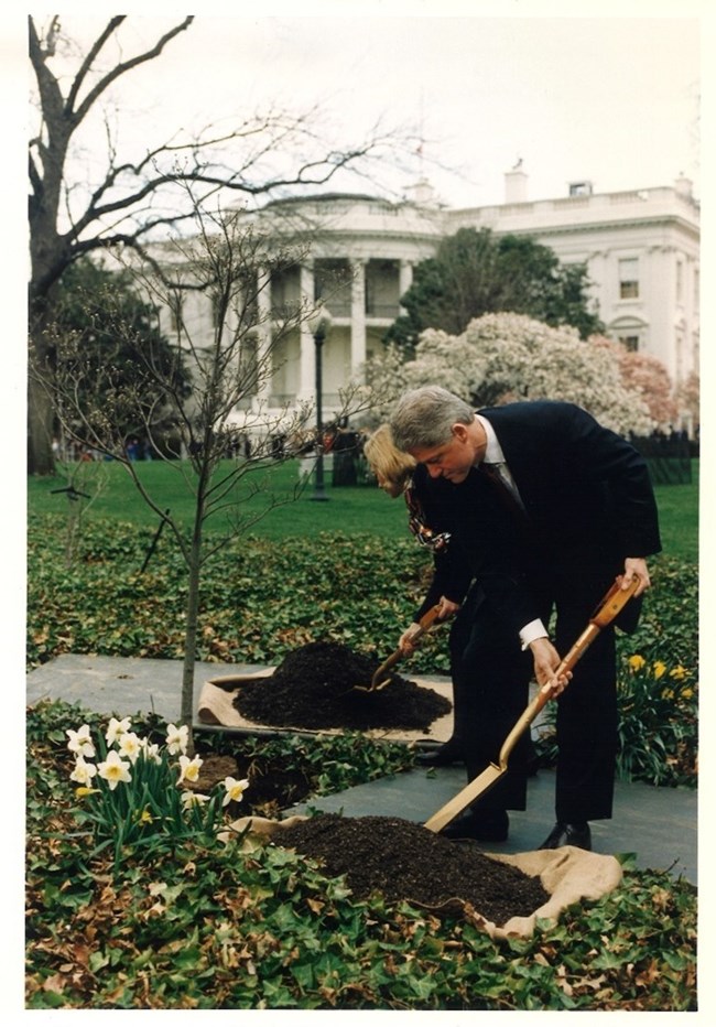 Bill Clinton plants a tree at the White House.