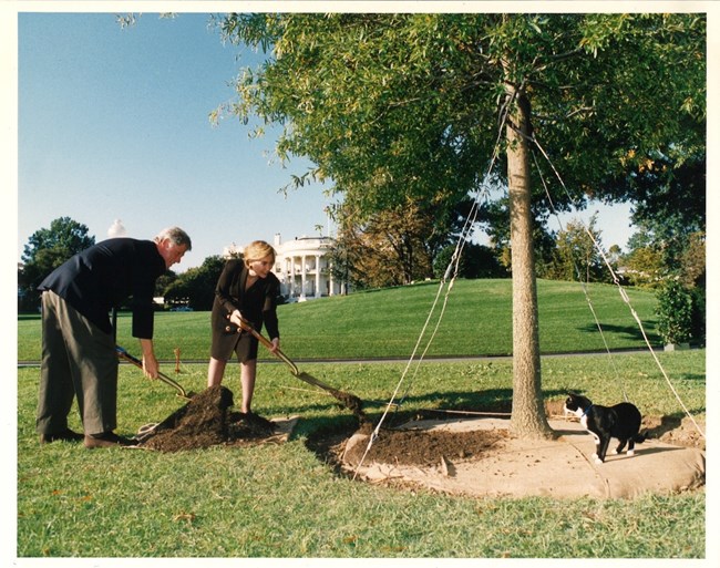 A black and white cat stands by the base of a tree and watches Bill and Hillary Clinton shovel dirt onto the tree.
