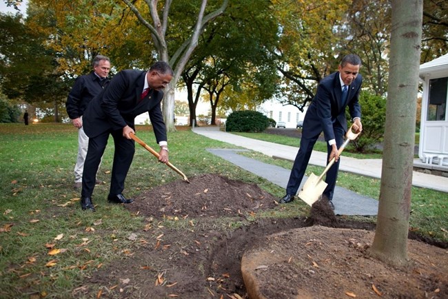 Barack Obama and Stephen Rochon shovel dirt at the base of a Linden tree.